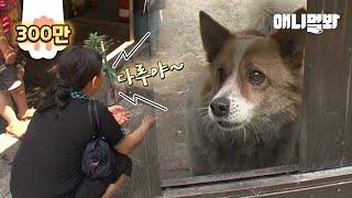 텅빈 집에서 세상을 떠난 주인만 기다리던 강아지 앞에.. 5년만에 나타난 한 여자 Woman Appears In Front Of A Dog Waiting For Dead Owner