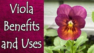 Benefits and Uses of Violas (Pansies, Violets, et cetera)
