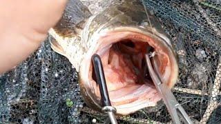 Секреты ловли ЗМЕЕГОЛОВА! Secrets of snakehead fishing!