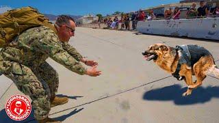 REENCUENTROS ENTRE PERROS Y HUMANOS QUE TE ALEGRARAN MUCHO EL CORAZON ️