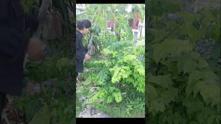 Cleaning leaves in front of the house#home tn#vlog