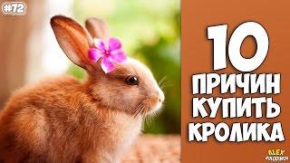 10 причин купить кролика - Интересные факты!