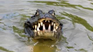 Jacaré devora piranha - Pantanal