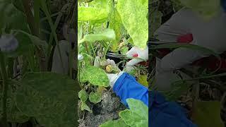 Harvesting round eggplants 18.06: Enjoy rural life, gardening & nature #rurallife #gardening #nature