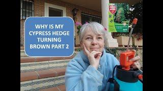 WHY IS MY CYPRESS HEDGE TURNING BROWN PART 2