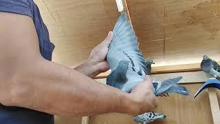 Stefaan Lambrechts pigeon