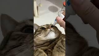 CAT'S EYES DRIP. #tiktok #catvideo