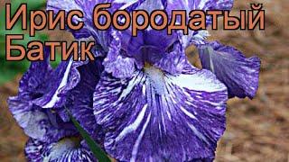 Ирис бородатый Батик (iris germanica batik)  ирис Батик обзор: как сажать саженцы ириса Батик