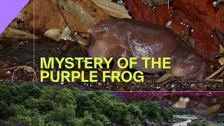 Mystery of the Purple Frog | Western Ghats | On the Edge