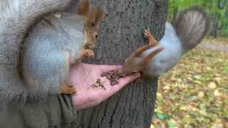 Голодные белки / Hungry squirrels