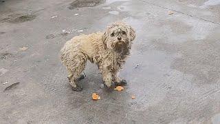 A dog abandoned at a service area refused to leave, believing its owner would return take it away