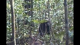 Great Apes, Game Cameras, And The Bigfoot Implications