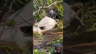 otter eating turtle