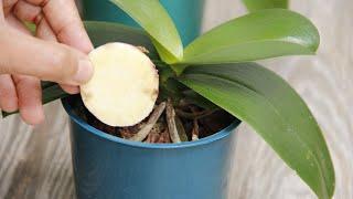 Only 1 Potato! Weak orchids easily Bloom 1.000 times longer