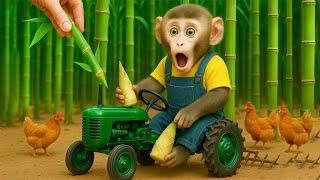 MINI Monkey Drives Tractor And Harvests Bamboo – MONO MINI ESP