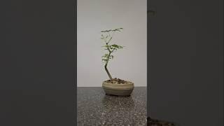 Pure clip and grow#bonsai #japanese #maple #growing #technique #edges #will #smooth #out #nice