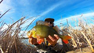 Catching GIANT Redfin Perch | The Search For A 50cm Redfin