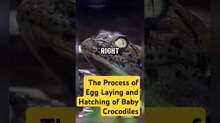 The Process of Egg Laying and Hatching of Baby Crocodiles #reptiles #crocodile #amazinganimals