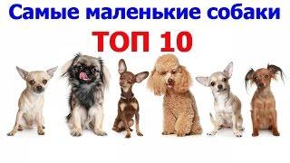 САМЫЕ МАЛЕНЬКИЕ СОБАКИ В МИРЕ.  ТОП 10.  Самое интересное