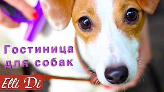 ОДИН ДЕНЬ ЩЕНКА  | ГОСТИНИЦА ДЛЯ СОБАК | Elli Di Собаки