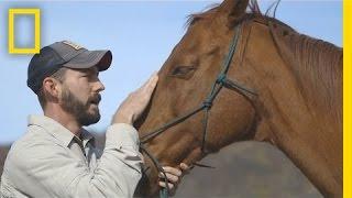 Horses Help Heal Veterans' Invisible Wounds | National Geographic