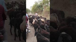 Life on the Roads: Goats Stealing the Spotlight   #shortsyoutube