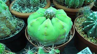 My unusual looking Echinopsis Cactus Plant - Sea-Urchin Cactus, Domino Cactus, Hedgehog Cactus