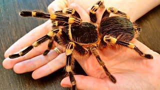 Large tarantula spider on hands