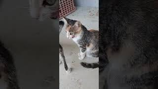 Cats Are Funny Pets