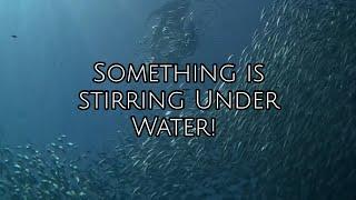 The Mystery of LIFE UNDERWATER! #travel #cebu #sardinesrun #sardines #moalboal