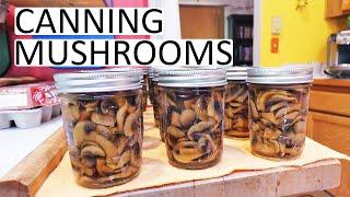 Canning Mushrooms - Start To Finish