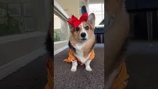 Corgis and Cat Team Up! #dogs #cats #shorts