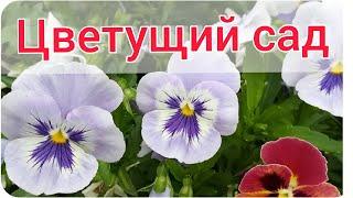 Цветник без хлопот:  Что посеять в январе - феврале? Анютины глазки. Двулетние Цветы. Seeds Viola.