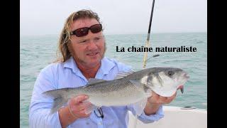 La chaîne naturaliste