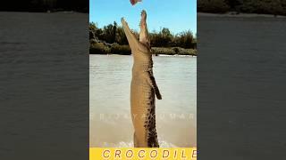 CrocodilesJumping #shorts #ai #crocodile #jumping #funny #youtubeshorts