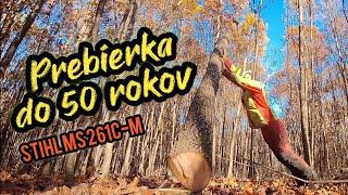 Рубим дуб красный в молодом приросте, прореживание до 50 лет, Штиль 261С-М, Зетор, Амлес,