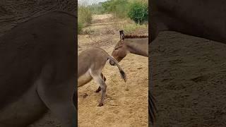 #donkey #animals #happy #wildlife #jungle