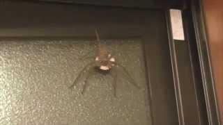 Spiders in Japan