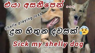 My shelly dog sick  shelly is live #dog #doglover