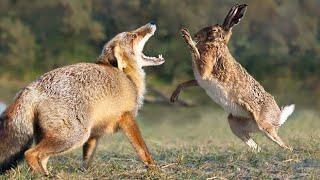 Hare is an Elusive runner and Boxer capable of Punishing the Fox!