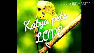 Советую канал Elli Di Pets | pets