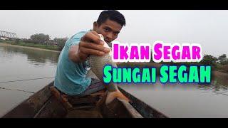 Ikan segar sungai segah