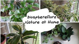Biosphereflora | Nature at Home | rhe plants service we provide.