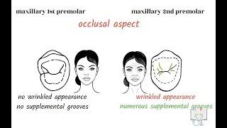 Differences between Maxillary 1st & 2nd Premolar