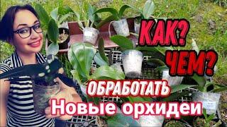 ️ ТАК и ТОЛЬКО ТАК ️ Обработка новых ОРХИДЕЙ. Всё до мельчайших подробностей.