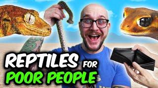 The Best Reptiles For Poor People