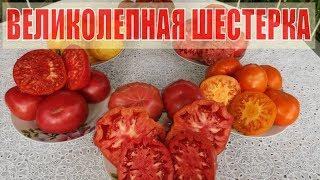 ЛУЧШИЕ ТОМАТЫ. УРОЖАЙНЫЕ, КРУПНОПЛОДНЫЕ, ОЧЕНЬ ВКУСНЫЕ ДЛЯ ВАШЕЙ СЕМЬИ