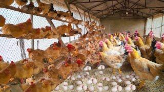 Raising Chickens - Keep the Chicken Coop Clean,Factors that Determine Success in Livestock Farming