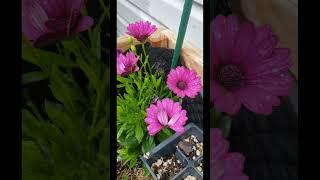 My garden  #shorts #flowers #marigold #flowers #relaxing