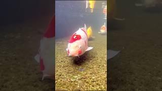 Japan's Koi Fish  #shorts